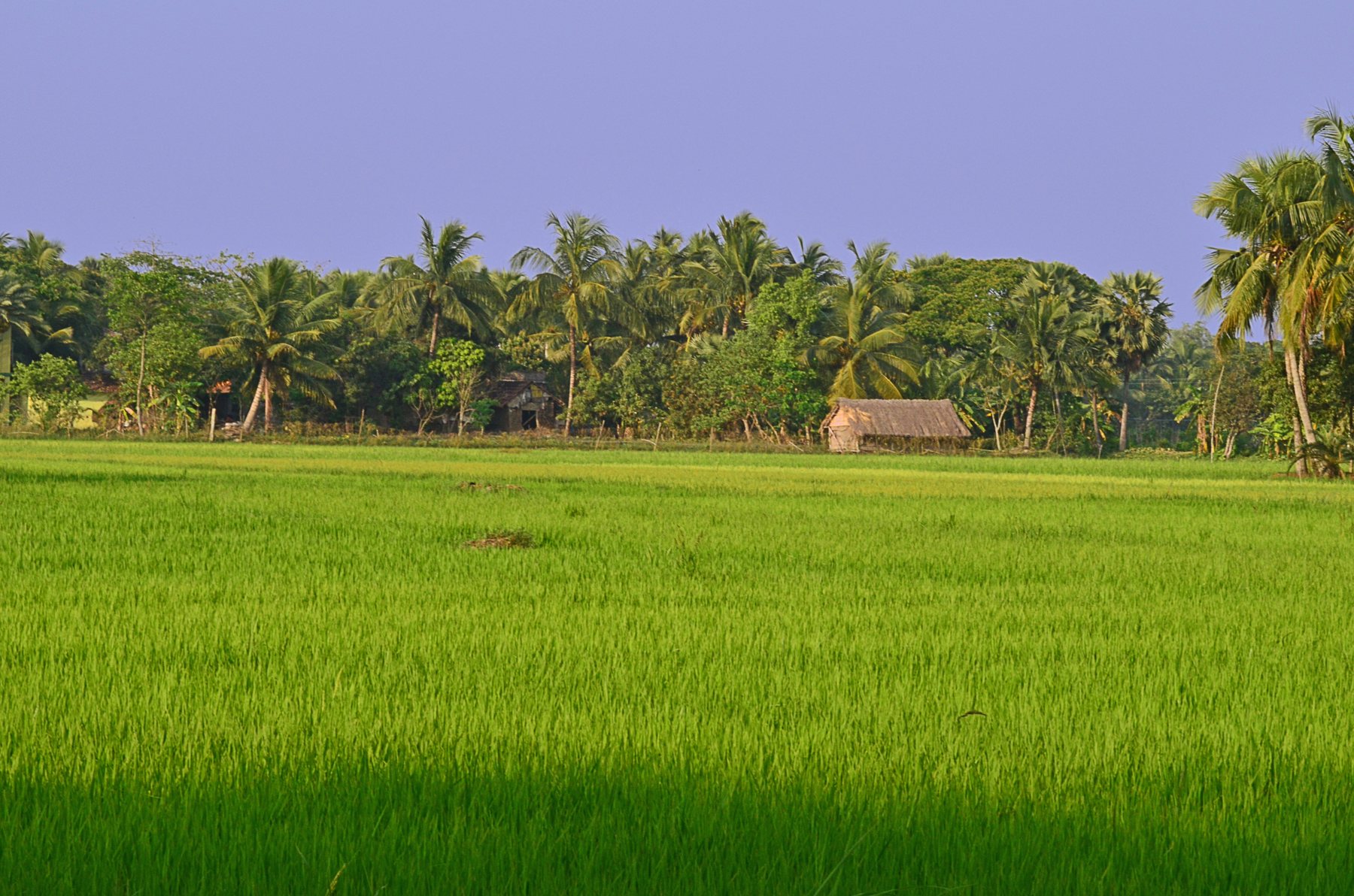 Lush green paddy field with palm trees