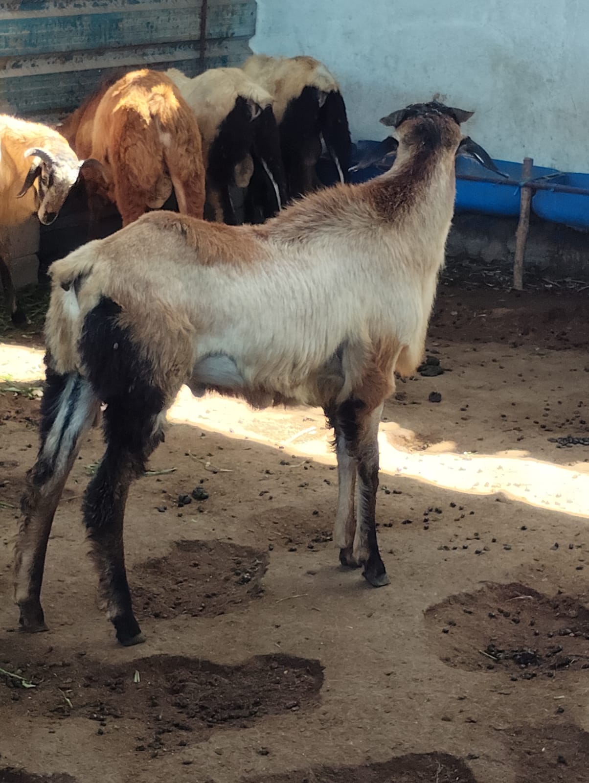 Close-up of a healthy ram at Navin's Farm