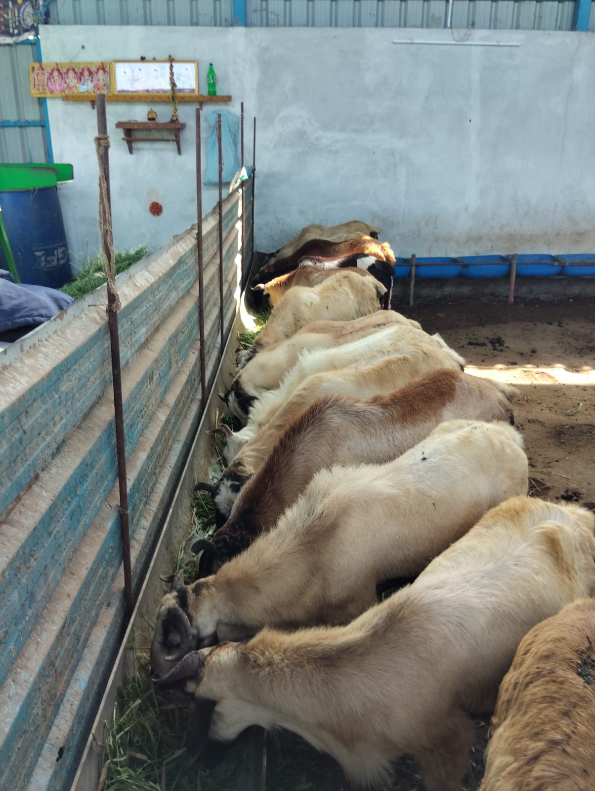 Rams feeding at trough