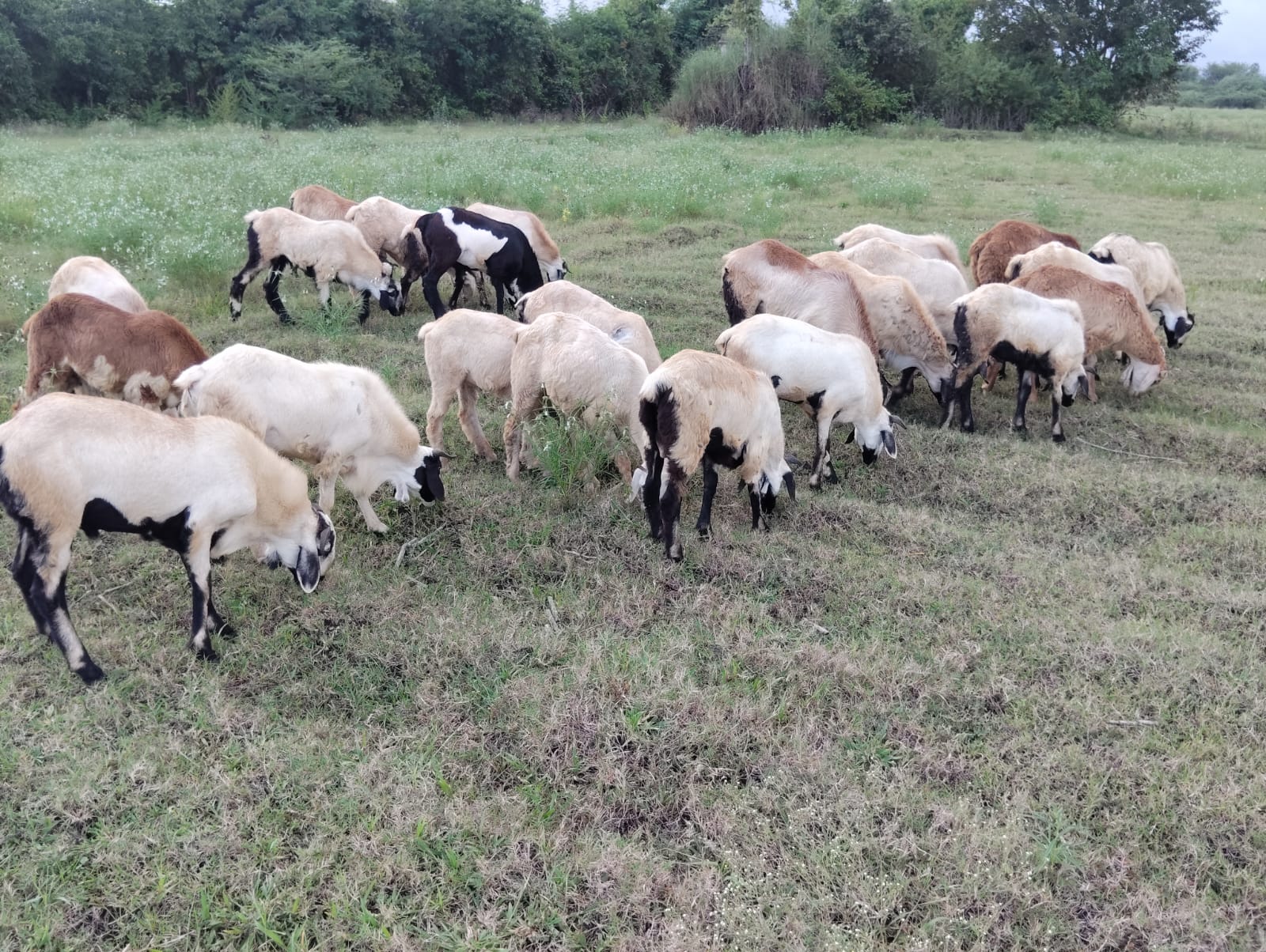 Navin's Farm rams grazing on open pasture