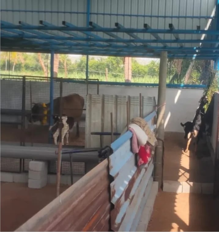 Animals inside the shed